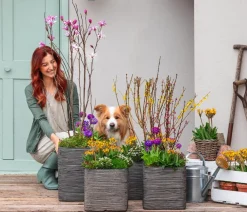 Dehner Grabschmuck & Grabgestaltung > Primel, verschiedene Farben