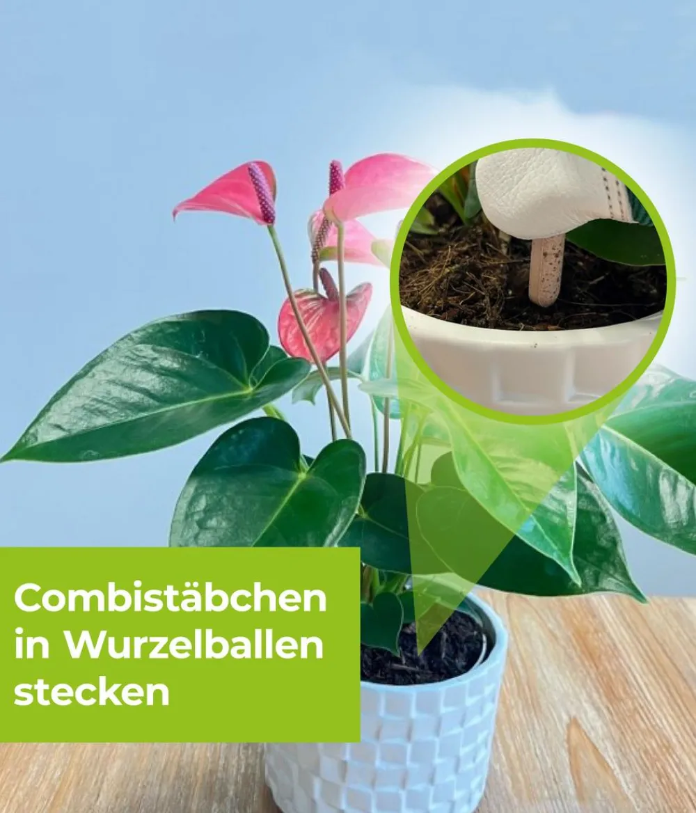 PROTECT GARDEN Schädlingsbekämpfungsmittel - Lizetan Plus Combistäbchen
