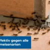 PROTECT HOME Schädlingsbekämpfungsmittel > FormineX Ameisen-Köder Multi, 3 Stk.