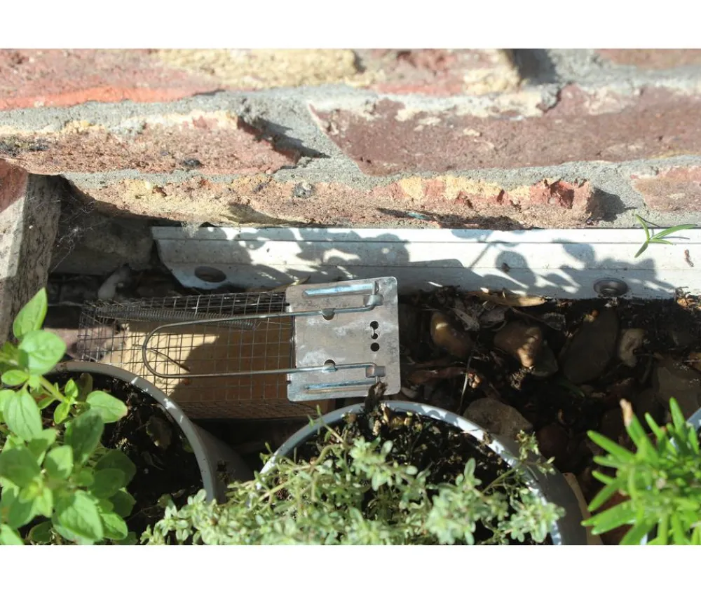 PROTECT HOME Insektenschutz & Fallen - Lebendfalle Maus Drahtkäfig, 1 Stk. Silber