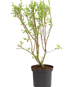 Dehner Laubgehölze|Blühende Sträucher > Prunkspiere 'Magical Springtime'