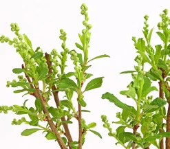 Dehner Laubgehölze|Blühende Sträucher > Prunkspiere 'Magical Springtime'