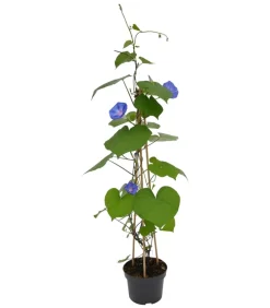Dehner Rankpflanzen|Sommerblumen - Prunkwinde