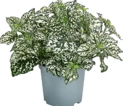 Dehner Sommerblumen - Punktblume 'Hippo', verschiedene Farben