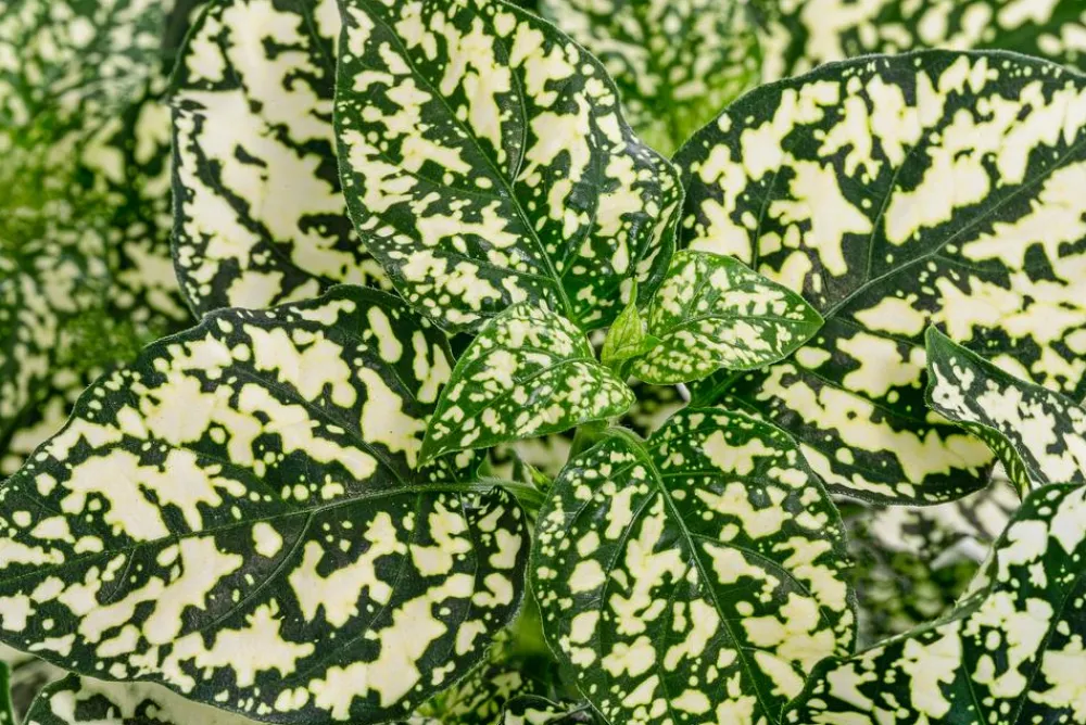 Dehner Sommerblumen - Punktblume 'Hippo', verschiedene Farben