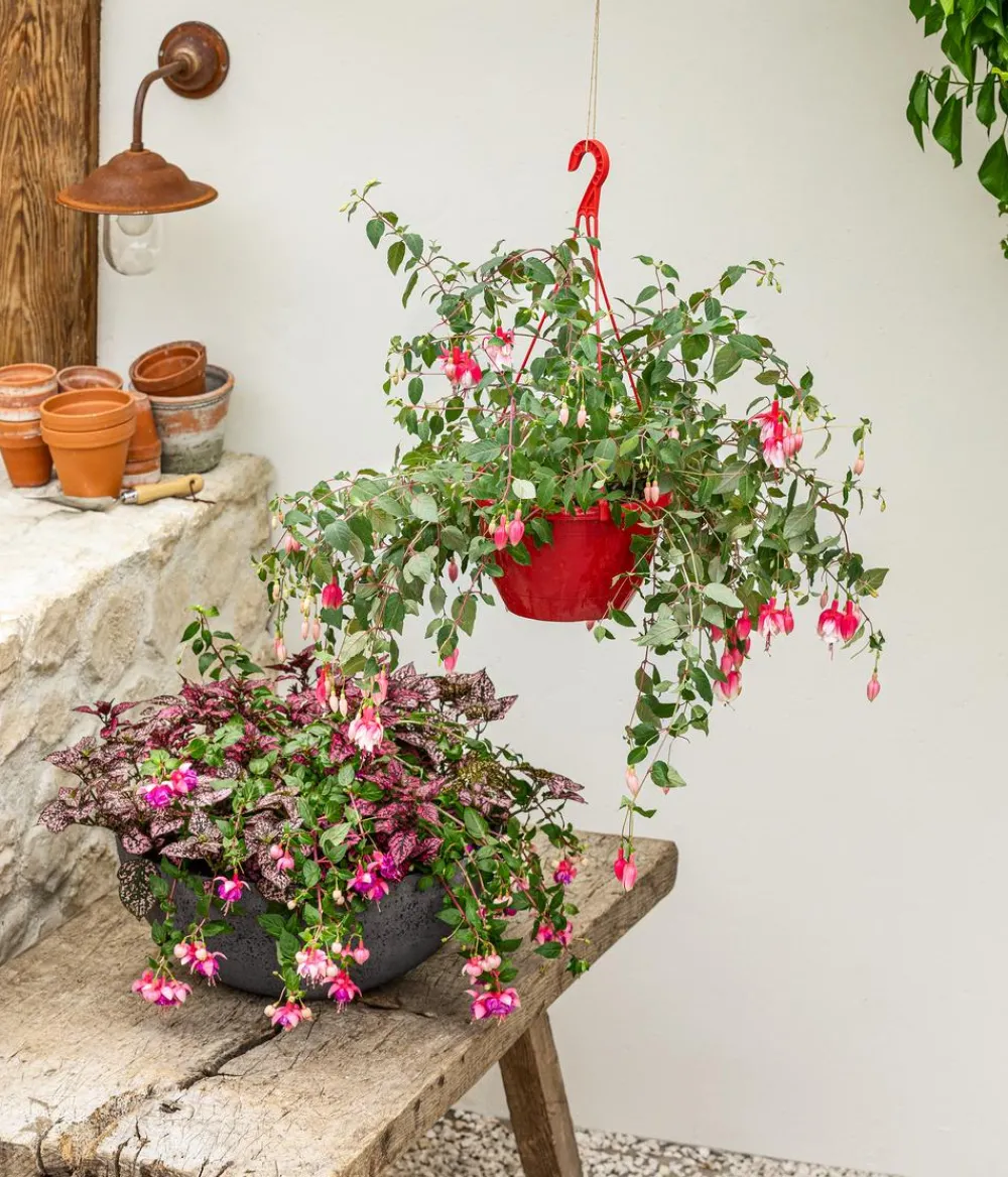 Dehner Sommerblumen - Punktblume 'Hippo', verschiedene Farben