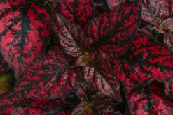 Dehner Sommerblumen - Punktblume 'Hippo', verschiedene Farben