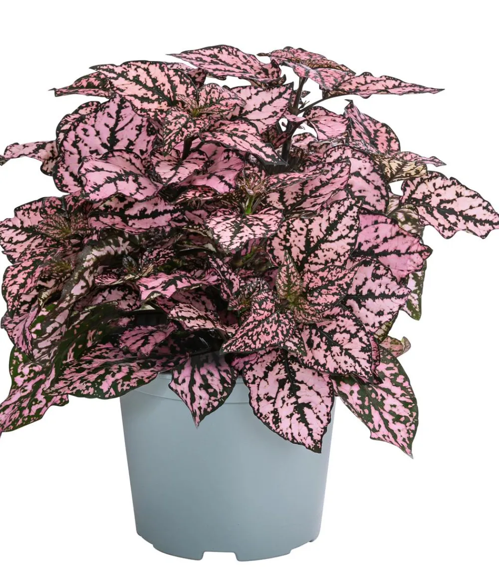 Dehner Sommerblumen - Punktblume 'Hippo', verschiedene Farben