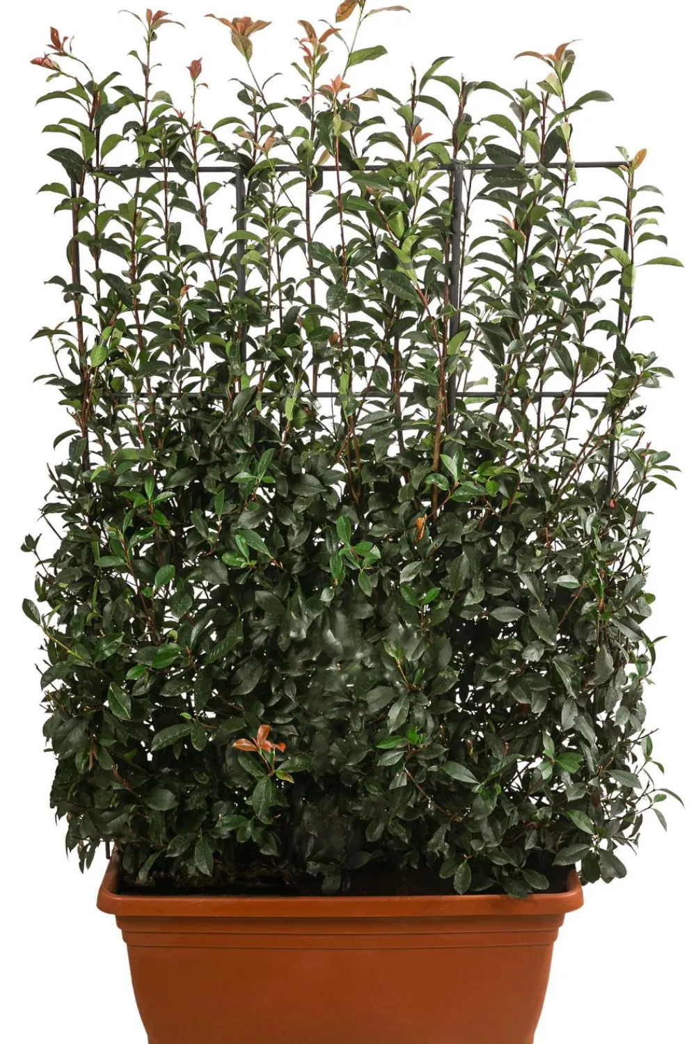 Dehner Laubgehölze|Fertighecken - Purpur-Glanzmispel 'Glanzkopf', ca. 170 cm Grün