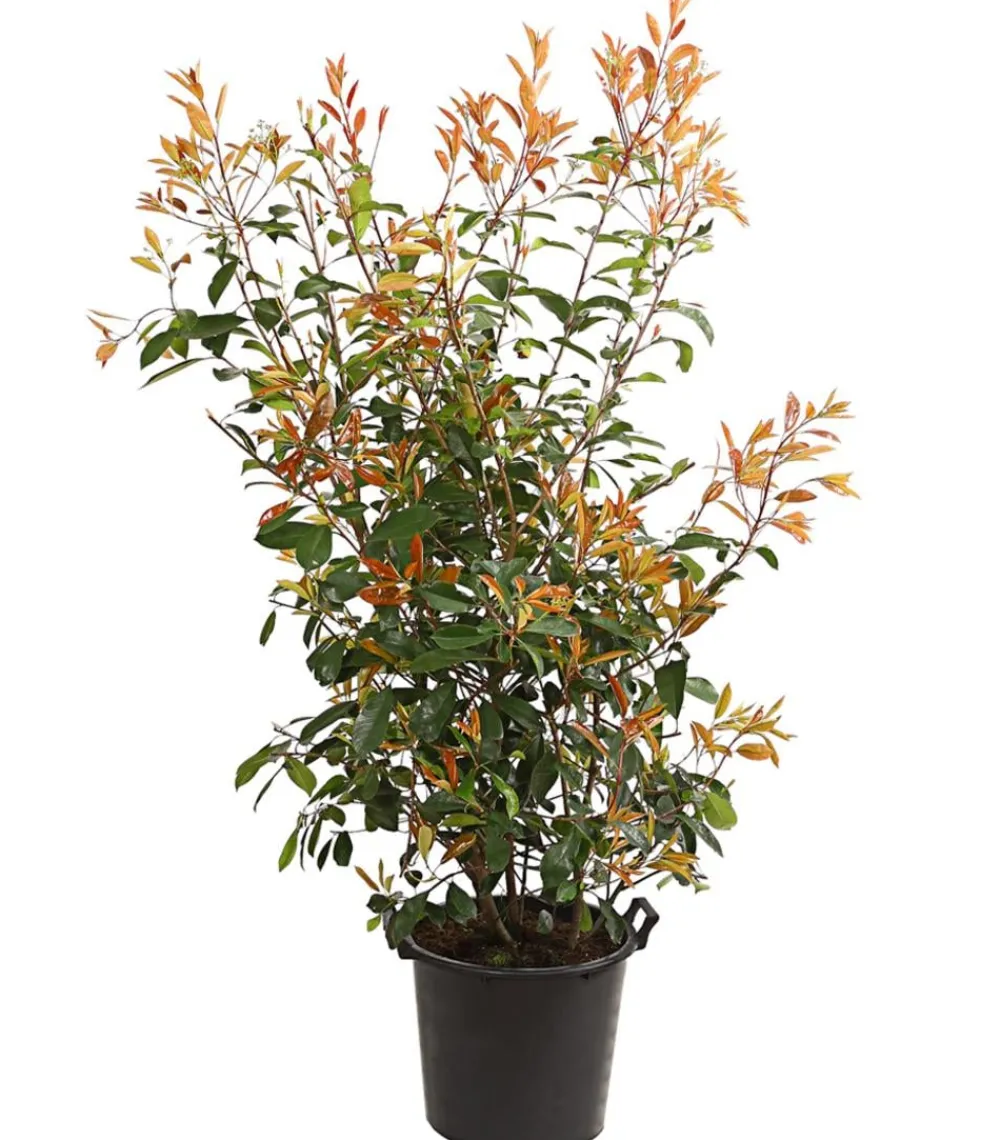 Dehner Purpur-Glanzmispel 'Red Robin' Grün Discount