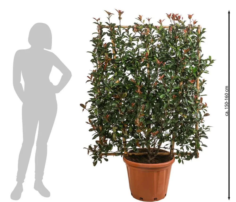 Dehner Purpur-Glanzmispel 'Robusta Compacta', ca. 150-160 cm Grün New