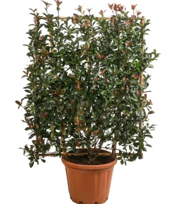 Dehner Purpur-Glanzmispel 'Robusta Compacta', ca. 150-160 cm Grün New