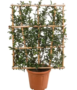 Dehner Purpur-Glanzmispel 'Robusta Compacta', ca. 120-140 cm Grün Discount