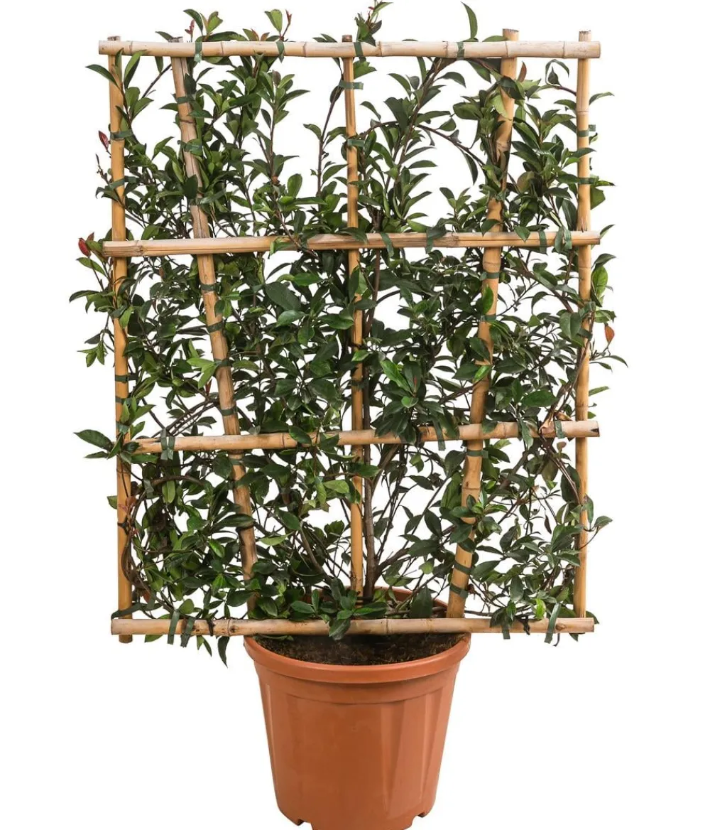 Dehner Purpur-Glanzmispel 'Robusta Compacta', ca. 120-140 cm Grün Discount