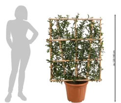 Dehner Purpur-Glanzmispel 'Robusta Compacta', ca. 120-140 cm Grün Discount
