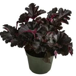 Dehner Blatt- & Schattenstauden > Purpurglöckchen 'Black Pearl®'