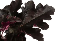 Dehner Blatt- & Schattenstauden > Purpurglöckchen 'Black Pearl®'