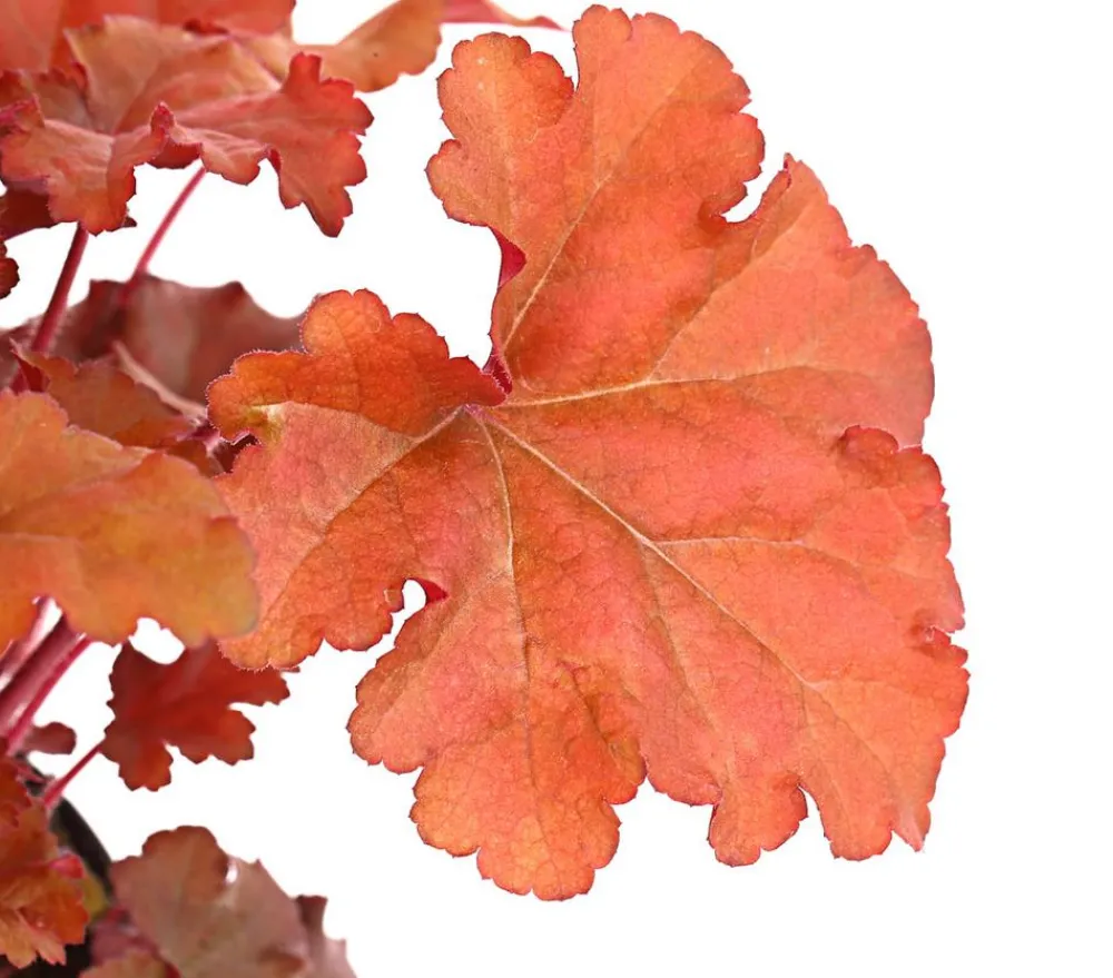 Dehner Blatt- & Schattenstauden - Purpurglöckchen 'Boysenberry' Rot
