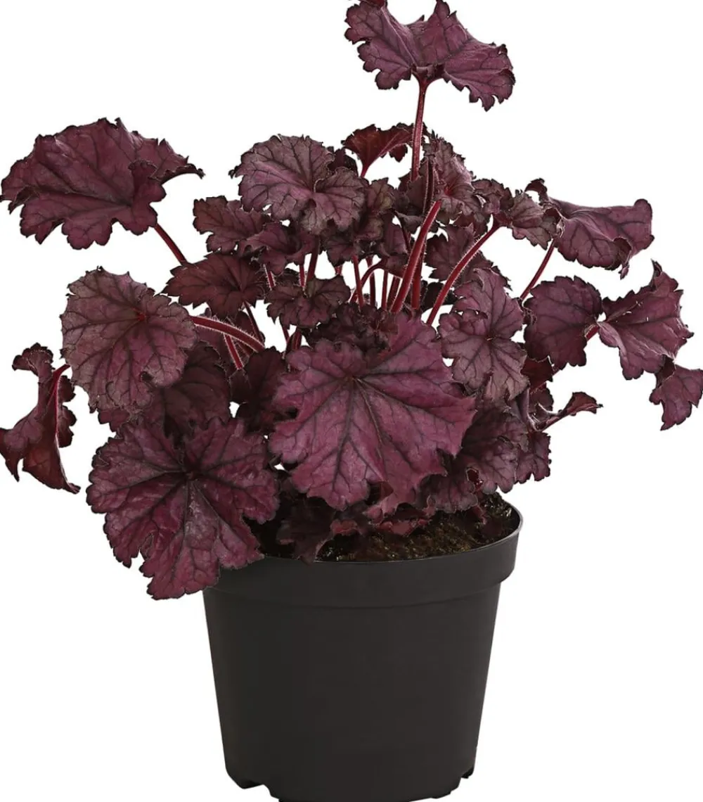 Dehner Blatt- & Schattenstauden - Purpurglöckchen 'Forever Purple'