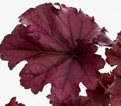 Dehner Blatt- & Schattenstauden - Purpurglöckchen 'Forever Purple'