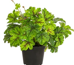 Dehner Sommerstauden|Blatt- & Schattenstauden > Purpurglöckchen 'Green Spice'