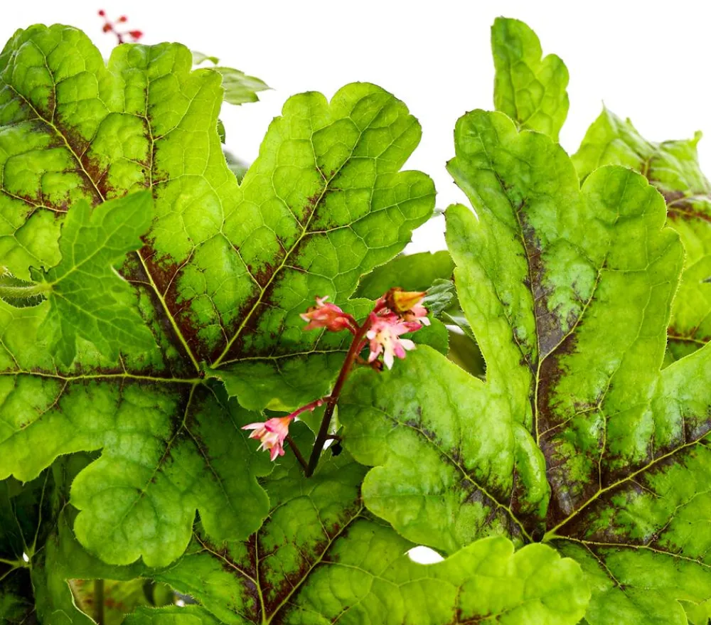 Dehner Sommerstauden|Blatt- & Schattenstauden > Purpurglöckchen 'Green Spice'