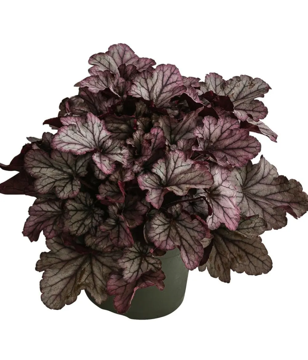 Dehner Purpurglöckchen 'Huckleberry' Dunkelrot Best