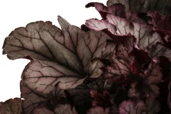 Dehner Purpurglöckchen 'Huckleberry' Dunkelrot Best