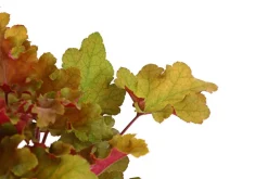Dehner Blatt- & Schattenstauden - Purpurglöckchen, verschiedene Sorten