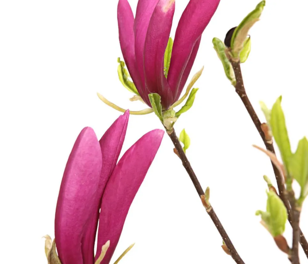 Dehner Laubgehölze|Magnolien > Purpur-Magnolie 'Susan'