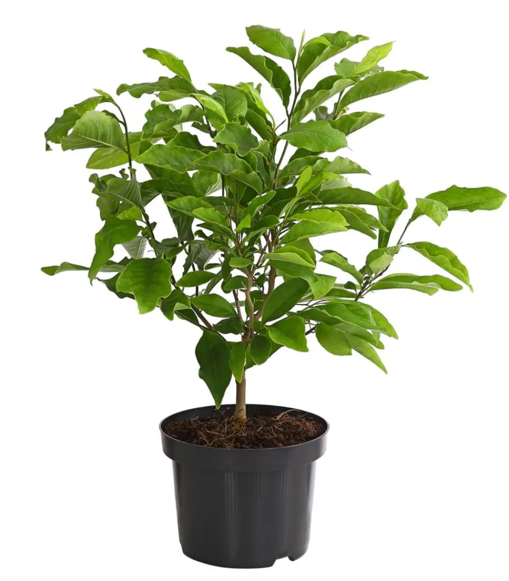 Dehner Laubgehölze|Magnolien > Purpur-Magnolie 'Susan'