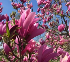 Dehner Laubgehölze|Magnolien > Purpur-Magnolie 'Susan'