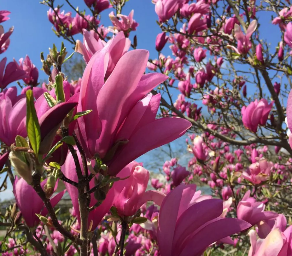 Dehner Laubgehölze|Magnolien > Purpur-Magnolie 'Susan'