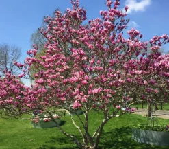 Dehner Laubgehölze|Magnolien > Purpur-Magnolie 'Susan'