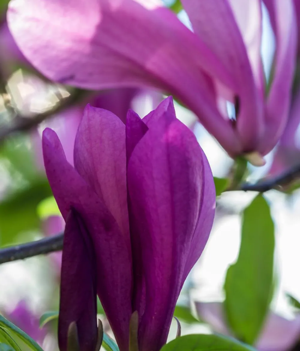 Dehner Laubgehölze|Magnolien > Purpur-Magnolie 'Susan'