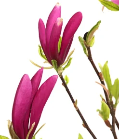 Dehner Purpur-Magnolie 'Susan'