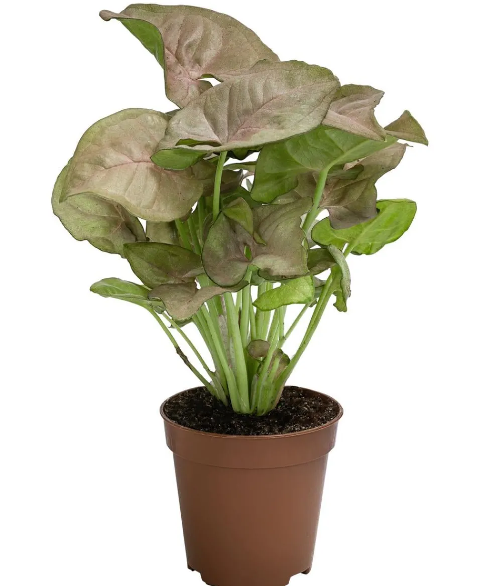 Dehner Grünpflanzen - Purpurtute - Syngonium