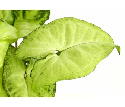 Dehner Grünpflanzen - Purpurtute - Syngonium cultivars 'White Butterfly'