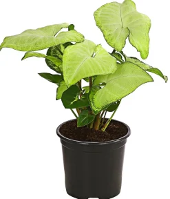 Dehner Grünpflanzen - Purpurtute - Syngonium cultivars 'White Butterfly'