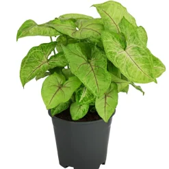 Dehner Grünpflanzen - Purpurtute - Syngonium 'Golden Feel Green' Hellgrün