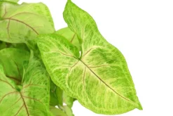 Dehner Grünpflanzen - Purpurtute - Syngonium 'Golden Feel Green' Hellgrün