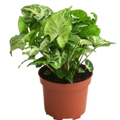 Dehner Purpurtute - Syngonium podophyllum 'Arrowhead' New