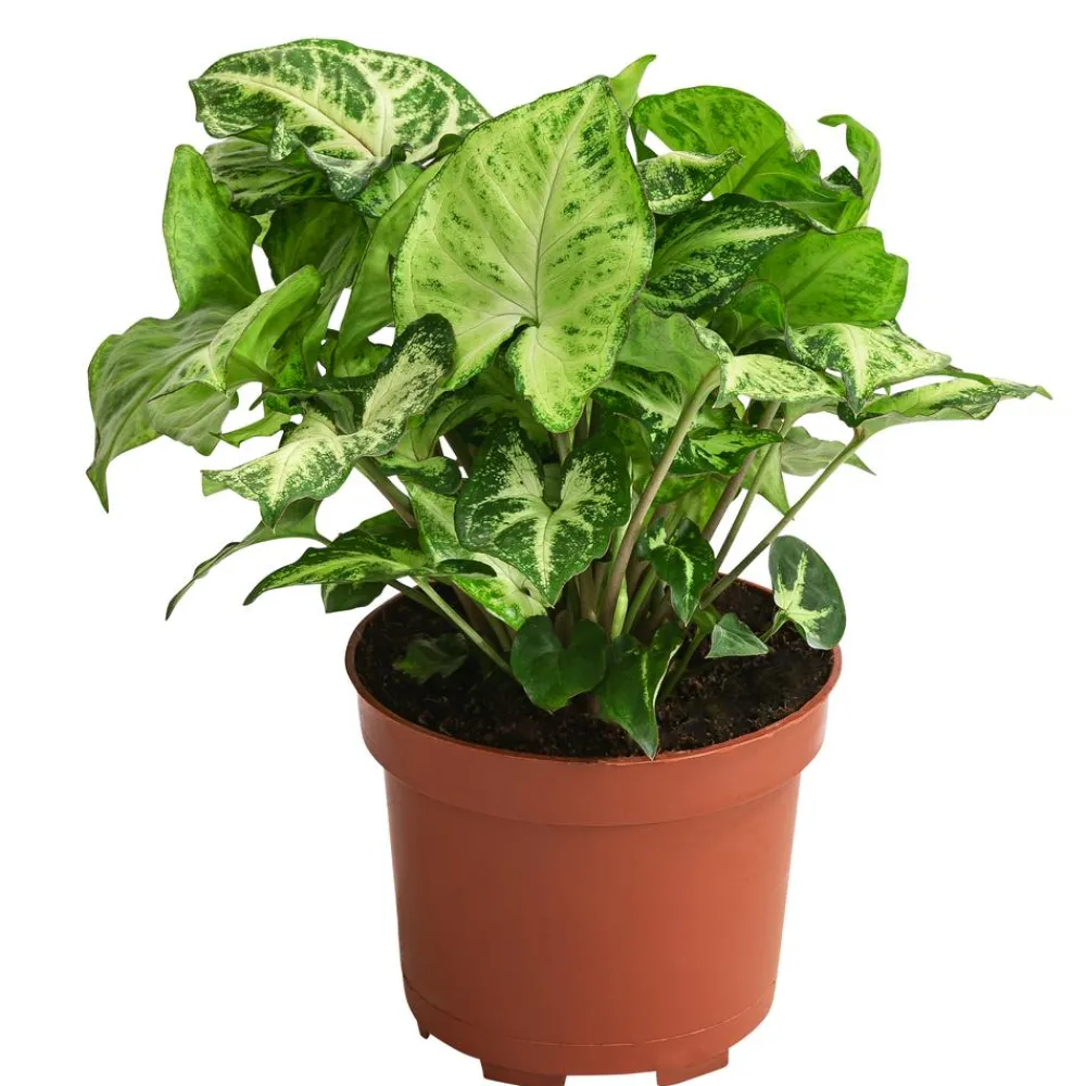 Dehner Purpurtute - Syngonium podophyllum 'Arrowhead' New