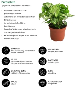 Dehner Purpurtute - Syngonium podophyllum 'Arrowhead' New