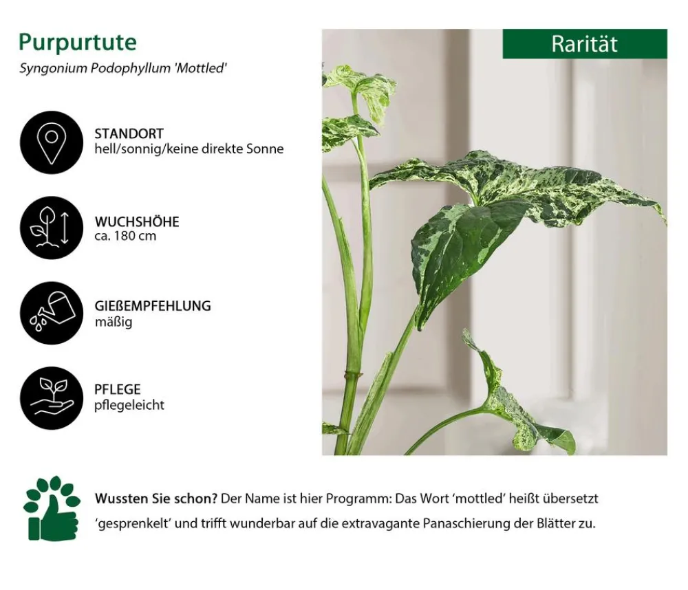 Dehner Raritäten|Grünpflanzen - Purpurtute - Syngonium Podophyllum 'Mottled'