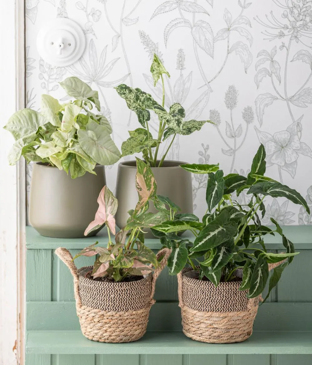 Dehner Raritäten|Grünpflanzen - Purpurtute - Syngonium Podophyllum 'Mottled'