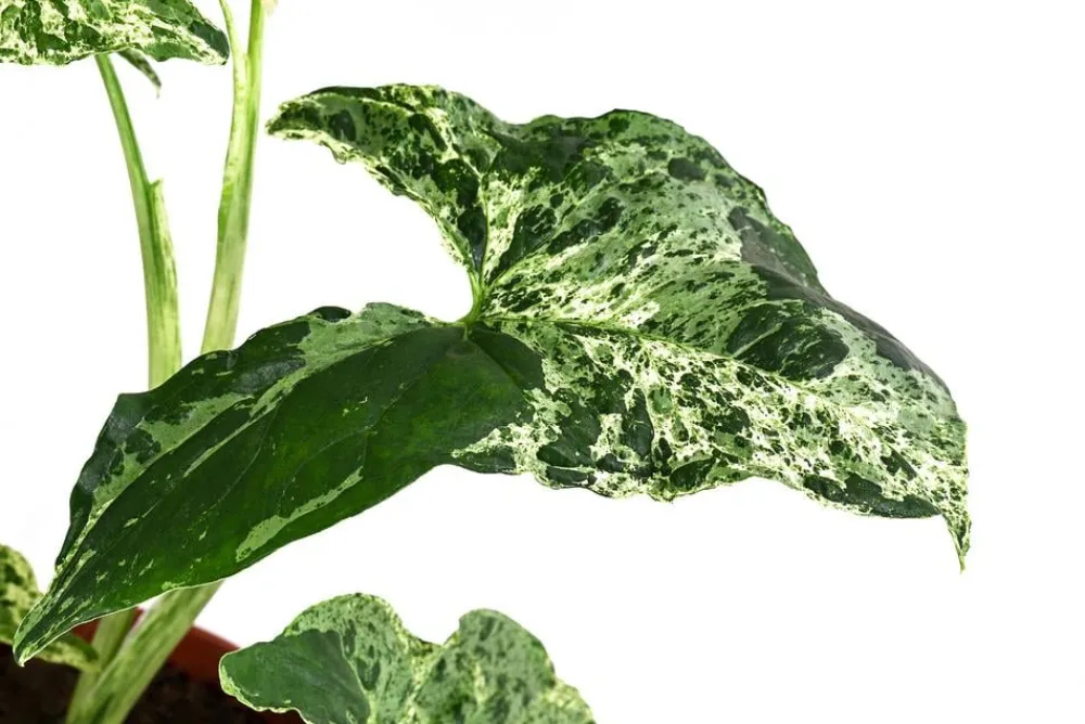 Dehner Raritäten|Grünpflanzen - Purpurtute - Syngonium Podophyllum 'Mottled'