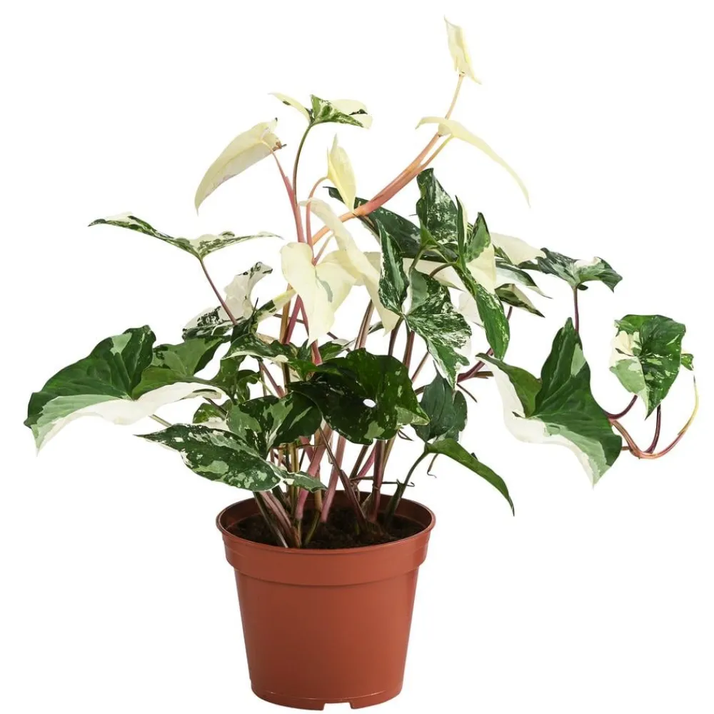 Dehner Raritäten|Grünpflanzen - Purpurtute - Syngonium podophyllum 'Albo Variegata', panaschiert