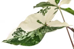 Dehner Raritäten|Grünpflanzen - Purpurtute - Syngonium podophyllum 'Albo Variegata', panaschiert