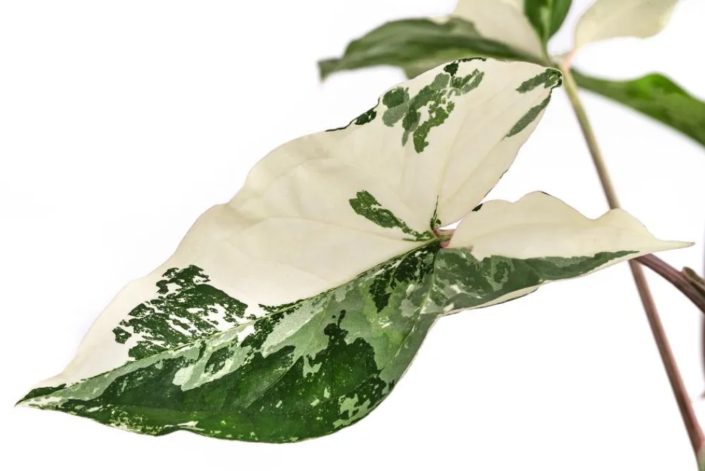 Dehner Raritäten|Grünpflanzen - Purpurtute - Syngonium podophyllum 'Albo Variegata', panaschiert